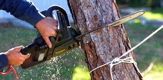How Our Tree Care Process Works  in  De Kal, TX