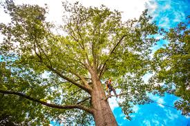 Trusted De Kal, TX Tree Services Experts