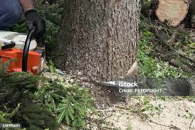 Best Tree Maintenance Programs  in De Kal, TX