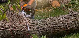 Best Emergency Tree Removal  in De Kal, TX