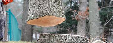 Best Tree Risk Assessment  in De Kal, TX