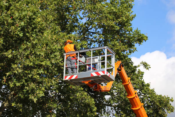 Best Commercial Tree Services  in De Kal, TX