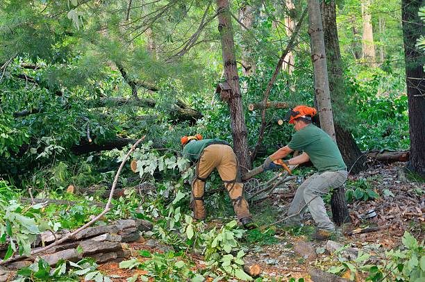 Landscape Design and Installation in De Kal, TX